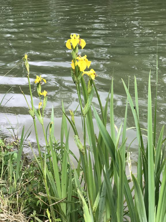 Wild iris - grows along the canal
